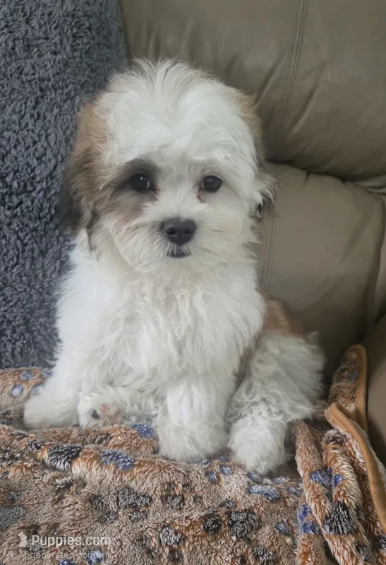 Franklin – Mal Shi puppy for sale in Rockford, IL