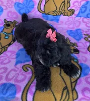 Rosie , a female Shihpoo for sale in Rockford, IL – 8 of 10
