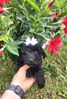 Sidney  Akc , a female Poodle - Toy  for sale in Rockford, IL – 2 of 10