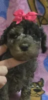 Sky  mini f2, a female Miniature Goldendoodle for sale in Rockford, IL – Photo 2 of 8