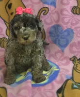 Sky  mini f2, a female Miniature Goldendoodle for sale in Rockford, IL – Photo 3 of 8