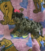 Sky  mini f2, a female Miniature Goldendoodle for sale in Rockford, IL – Photo 5 of 8