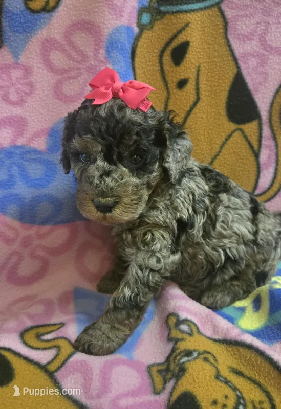 Sky  mini f2 – Miniature Goldendoodle puppy for sale in Rockford, IL