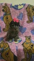 Sky  mini f2, a female Miniature Goldendoodle for sale in Rockford, IL – Photo 8 of 8