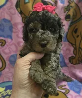 Sky  mini f2, a female Miniature Goldendoodle for sale in Rockford, IL – Photo 7 of 8