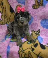 Sky  mini f2, a female Miniature Goldendoodle for sale in Rockford, IL – Photo 4 of 8
