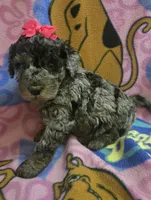 Sky  mini f2, a female Miniature Goldendoodle for sale in Rockford, IL – Photo 6 of 8