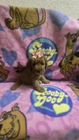 Star mini micro mini, a female Miniature Goldendoodle for sale in Rockford, IL – 8 of 9
