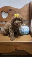 Autumn f1b mini, a female Miniature Goldendoodle for sale in Rockford, IL – 6 of 10
