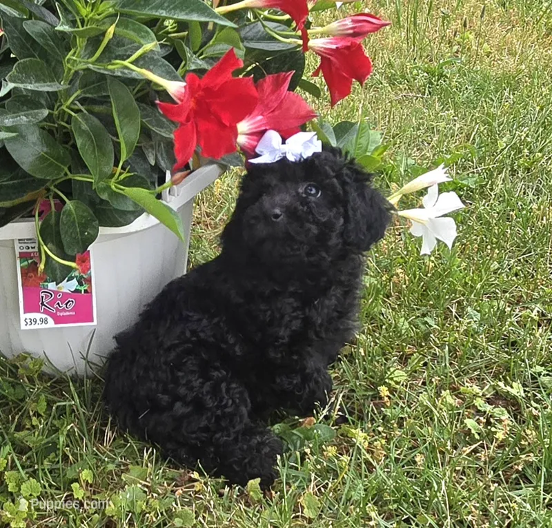 Sidney  Akc  – Poodle - Toy  puppy for sale in Rockford, IL