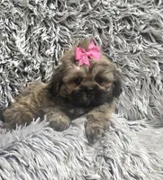 Jewel, a female Shih Tzu for sale in Rockford, IL – 3 of 8