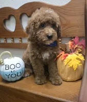 Teddy Bear , a male Poodle - Miniature  and Miniature Goldendoodle for sale in Rockford, IL – 5 of 10