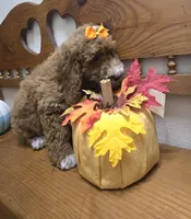 Pumpkin  f1b mini , a female Miniature Goldendoodle for sale in Rockford, IL – 4 of 8