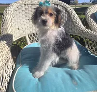 Sophie , a female Yorkipoo for sale in Rockford, IL – 2 of 9