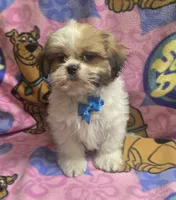 Gizmo , a male Shih Tzu for sale in Rockford, IL – 3 of 8