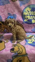 Tinker bell , a female Miniature Goldendoodle for sale in Rockford, IL – 5 of 9