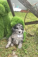 Marley Akc blue merle , a male Poodle - Miniature  for sale in Rockford, IL – 7 of 10