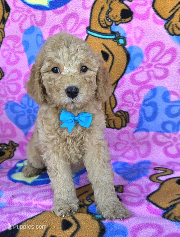 Tanner  mini  – Miniature Goldendoodle puppy for sale in Rockford, IL