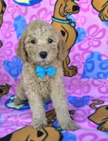 Tanner  mini , a male Miniature Goldendoodle for sale in Rockford, IL – 1 of 7