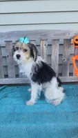 Sophie , a female Yorkipoo for sale in Rockford, IL – 5 of 9