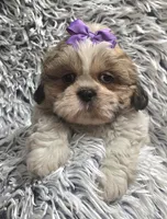 Violet , a female Shih Tzu for sale in Rockford, IL – 4 of 9