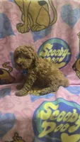 Starbucks micro mini, a male Miniature Goldendoodle for sale in Rockford, IL – 6 of 8