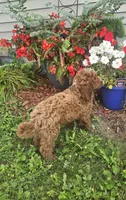 Starbucks f1b, a male Miniature Goldendoodle for sale in Rockford, IL – 5 of 10