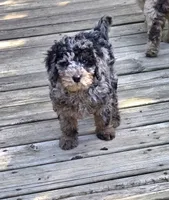 Skylark  mini , a female Miniature Goldendoodle for sale in Rockford, IL – 3 of 10