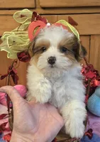 Dunkin , a male Yorkipoo for sale in Rockford, IL – Photo 5 of 10