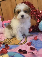 Dunkin , a male Yorkipoo for sale in Rockford, IL – Photo 7 of 10