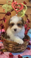 Dunkin , a male Yorkipoo for sale in Rockford, IL – Photo 9 of 10