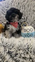 Harley , a male Poodle - Toy  for sale in Rockford, IL – 2 of 8