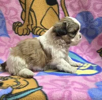 Gizmo , a male Shih Tzu for sale in Rockford, IL – Photo 7 of 10