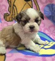 Gizmo , a male Shih Tzu for sale in Rockford, IL – Photo 6 of 10