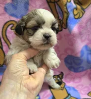 Gizmo , a male Shih Tzu for sale in Rockford, IL – Photo 5 of 10