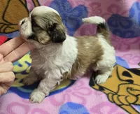 Gizmo , a male Shih Tzu for sale in Rockford, IL – Photo 1 of 10