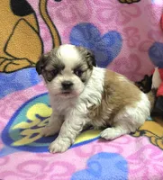 Gizmo , a male Shih Tzu for sale in Rockford, IL – Photo 2 of 10