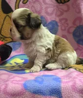 Gizmo , a male Shih Tzu for sale in Rockford, IL – Photo 8 of 10