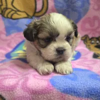 Gizmo , a male Shih Tzu for sale in Rockford, IL – Photo 3 of 10