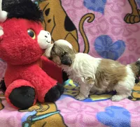 Gizmo , a male Shih Tzu for sale in Rockford, IL – Photo 4 of 10