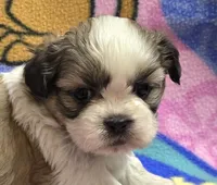 Gizmo , a male Shih Tzu for sale in Rockford, IL – Photo 10 of 10