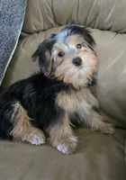 Parker, a male Yorkshire Terrier for sale in Rockford, IL – 7 of 10