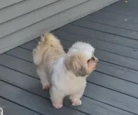 Frankie, a female Shih Tzu for sale in Rockford, IL – 2 of 7