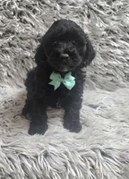 Max f1b, a male Cavapoo for sale in Rockford, IL – 10 of 10
