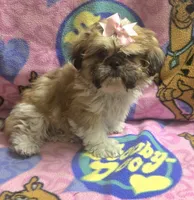 Princess , a female Shih Tzu for sale in Rockford, IL – 2 of 8