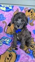 Bo jangles, a male Miniature Goldendoodle for sale in Rockford, IL – 10 of 10
