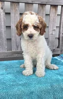 Rocky mini f1b, a male Miniature Goldendoodle for sale in Rockford, IL – 3 of 9