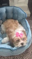 Tinker bell , a female Mal Shi for sale in Rockford, IL – 4 of 8
