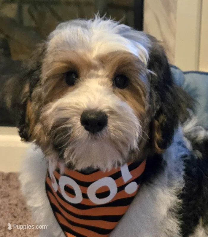 Milo  – Yorkipoo puppy for sale in Rockford, IL