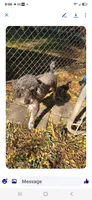Harley , a male Poodle - Miniature  for sale in Rockford, IL – 3 of 3